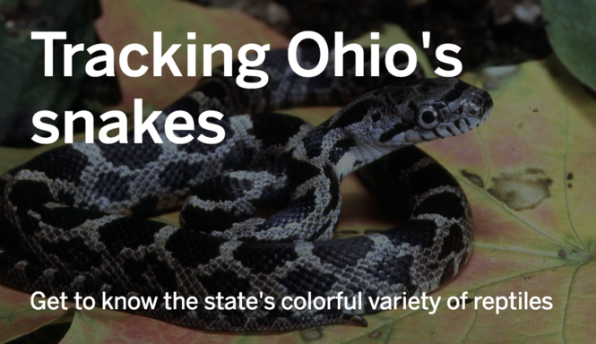 Ohio's Snake Diversity: Identifying the 10 Species 1