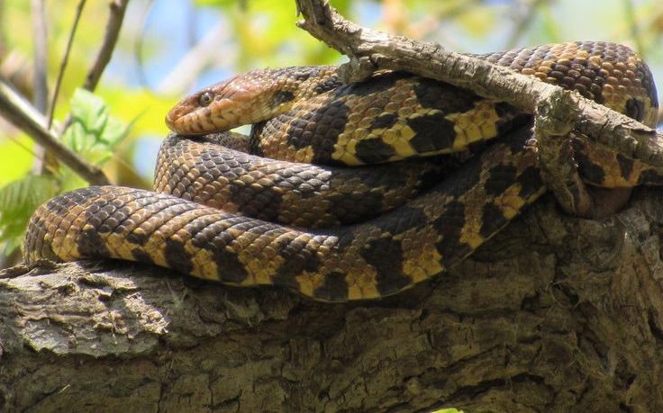 Ohio's Snake Diversity: Identifying the 10 Species 3