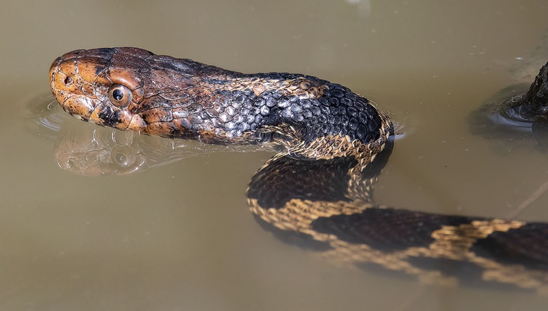 Ohio's Snake Diversity: Identifying the 10 Species 4