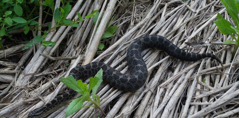 Ohio's Snake Diversity: Identifying the 10 Species 5